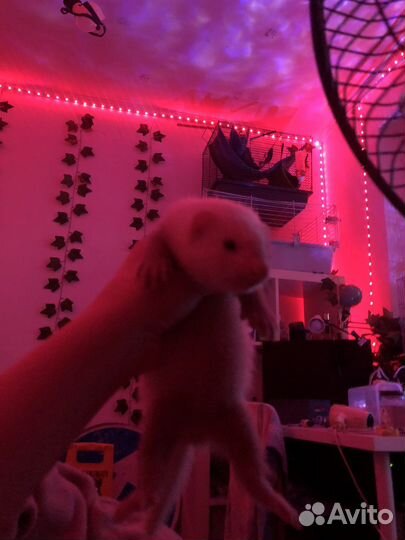 Передержка животных