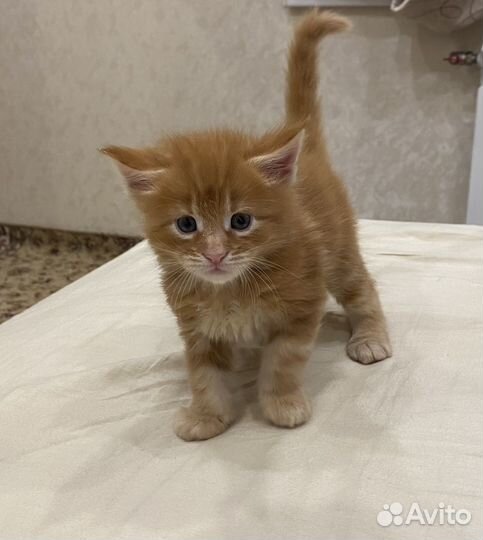 Котята мейн-кун