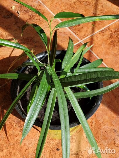 Фикус Эластика Робуста, Бенджам,Али,Лавли,Драцены