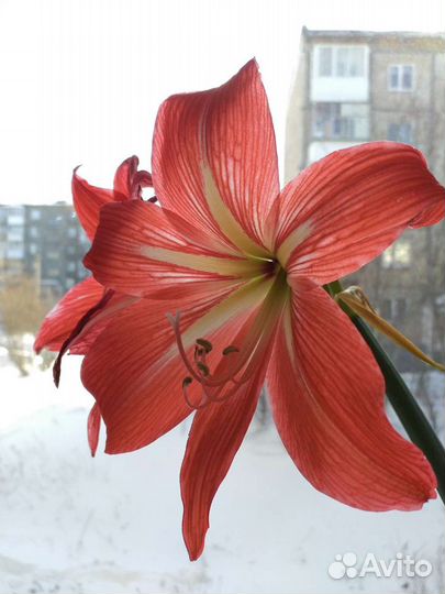 Гиппиаструм