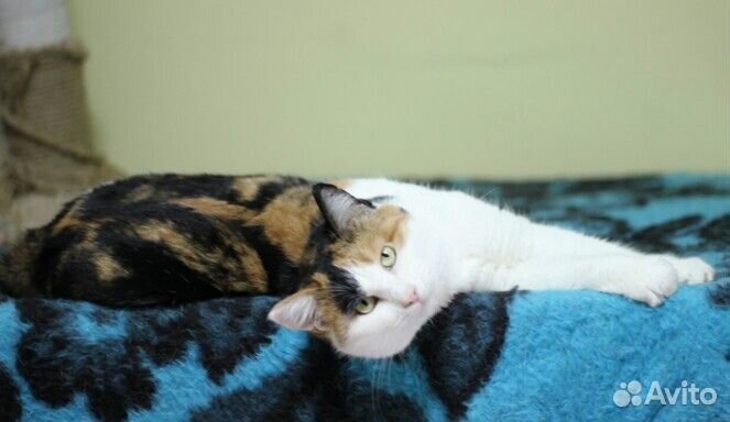 Кошка в дар
