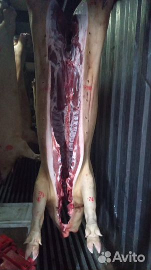 Продам мясо свинина