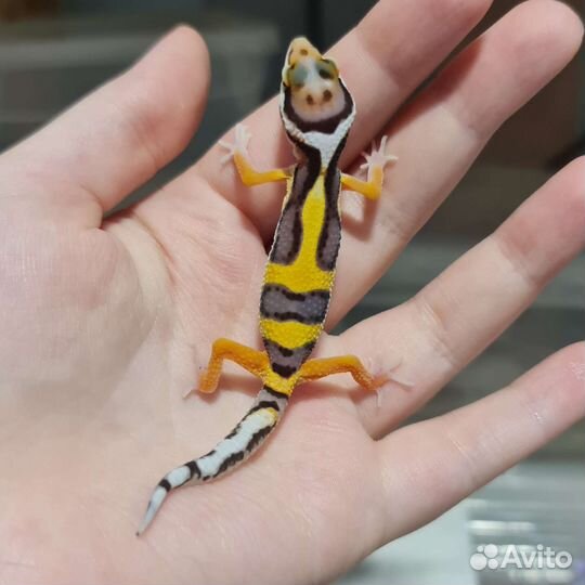 Пятнистые эублефары, гекконы