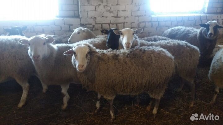 Овцы, ярки, овцематки, бараны