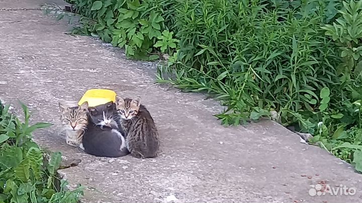 Очаровашки ищут дом