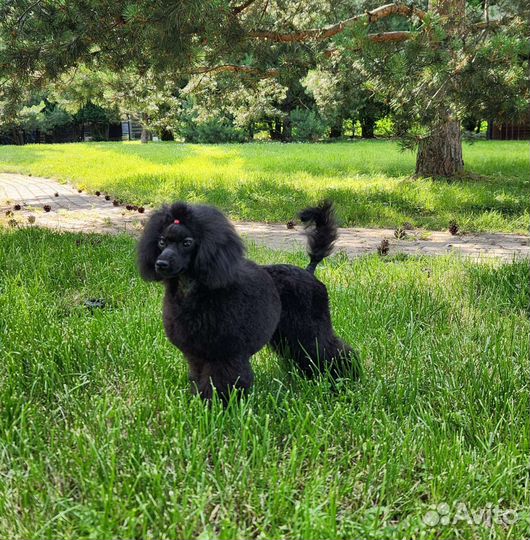 Той-пудель щенок девочка