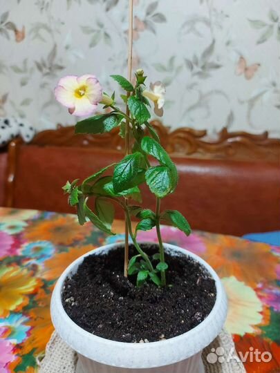 Ахименис в горшочке