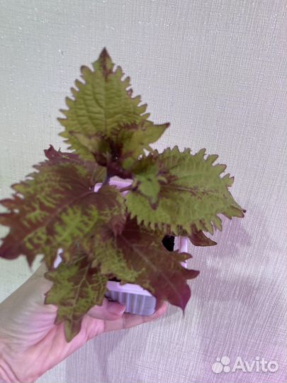 Колеусы вегетативные