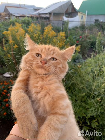 Котенок рыжий тигр, мальчик