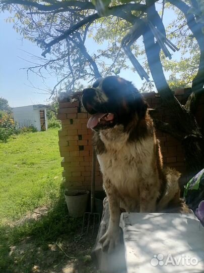 Вязка московская сторожевая кобель