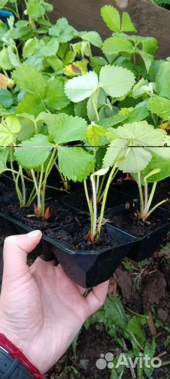 Рассада клубники