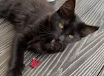 Шикарный черный котенок мальчик