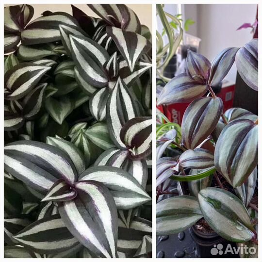 Обриета, традесканция, Дихондра, фикусы