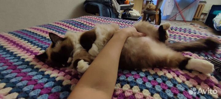 Передержка для кошек, котоняня