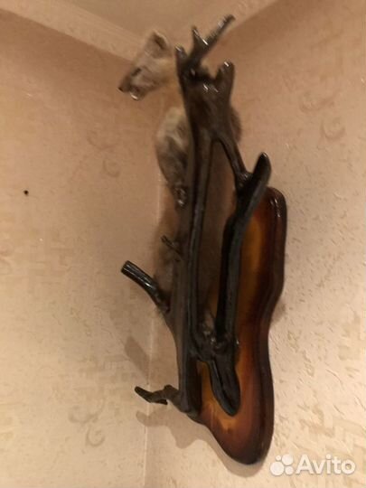 Чучело соболя