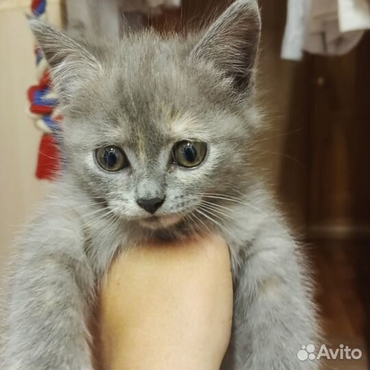 Кошечка