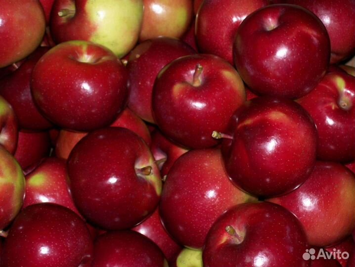 Саженцы яблони Звездочка