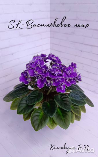 Мини и полумини фиалки