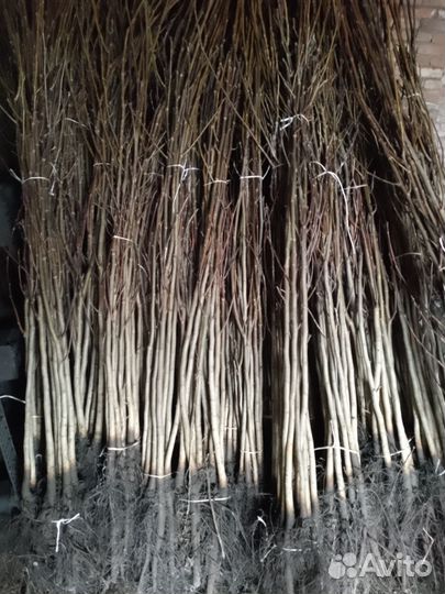 Грецкий орех саженцы