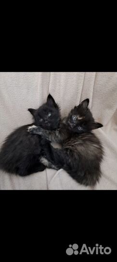 Котята