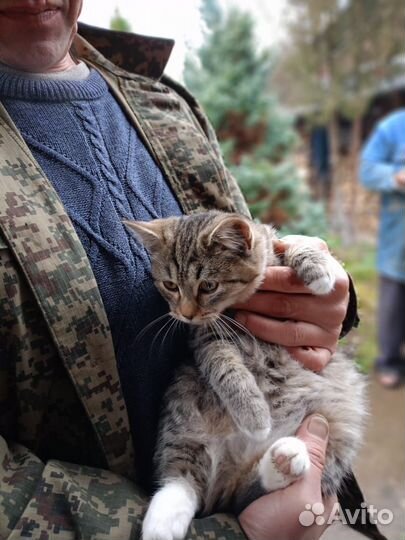 Котёнку очень нужен дом