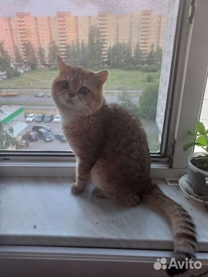 Британский кот вязка