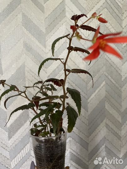 Комнатные растения