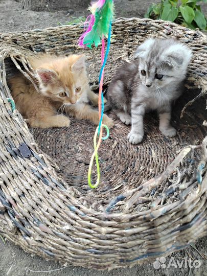 Котята в добрые руки
