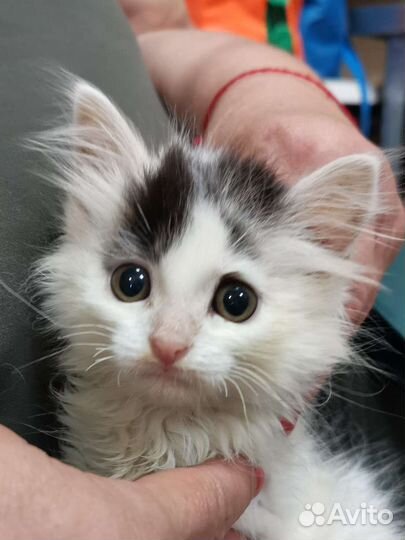 Котенок девочка пушистая 1.5мес