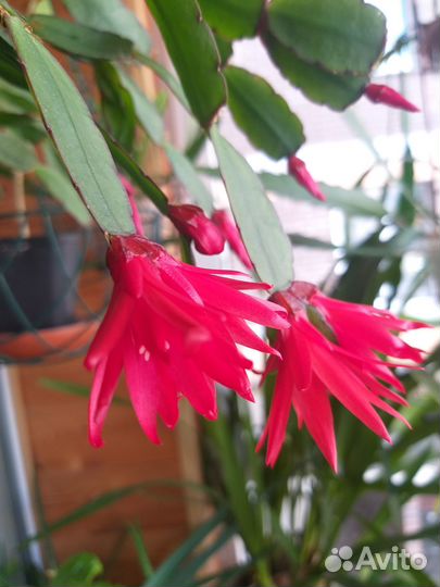 Рипсалидопсис