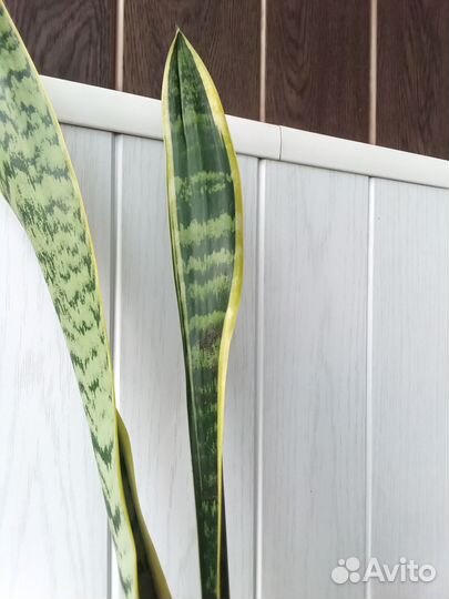 Сансевиерия Лауренти