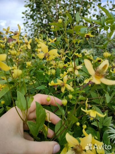 Семена клематиса Звёздный дождь