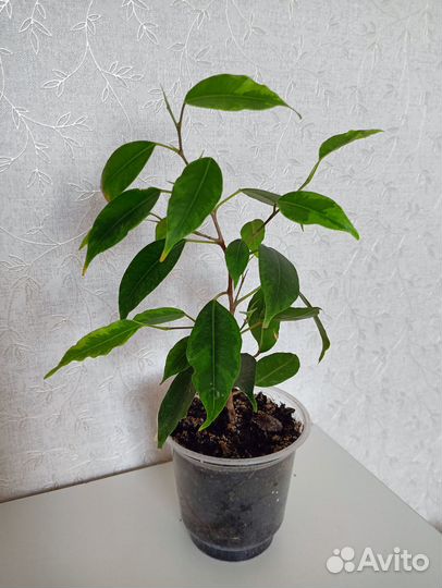 Фикусы разные сорта, комнатные растения 7