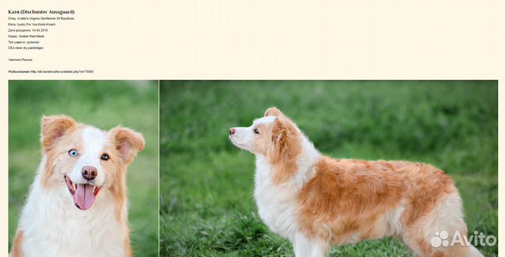 Бордер колли вязка