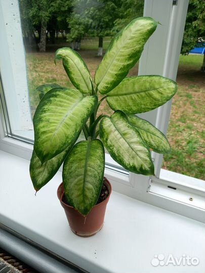 Диффенбахия пятнистая