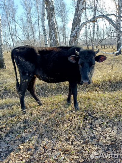 Продается телка