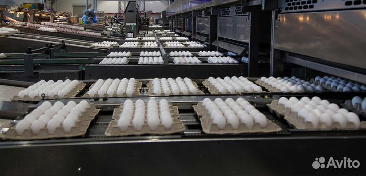 Ищем сотрудников на птицефабрику вахтой