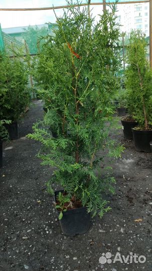 Саженцы Туи