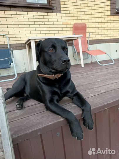 Вязка. Кобель