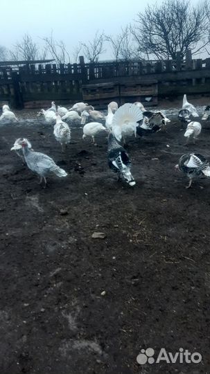 Индюки домашние