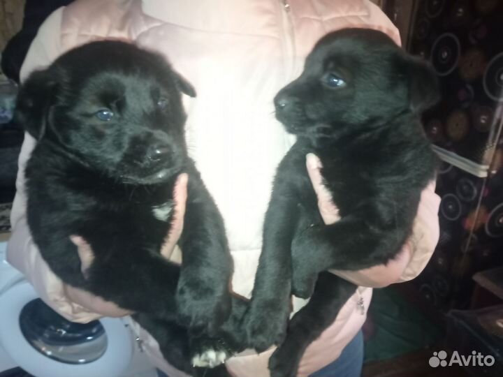 Отдам щенков