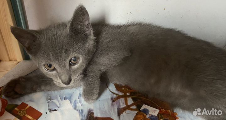 Британцы помесь