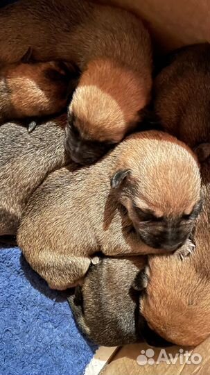 Щенки в добрые руки