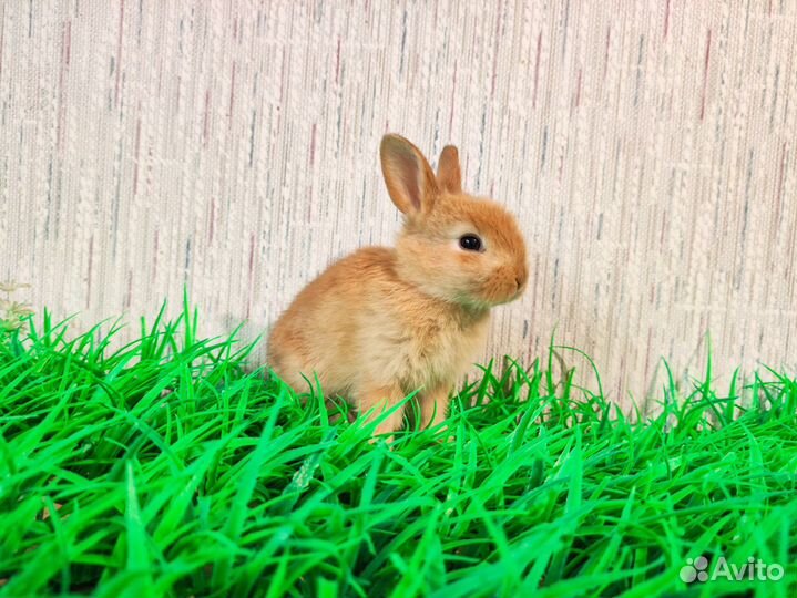 Королевский Карликовый кролик - премиум, Ручной