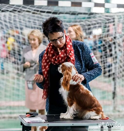 Инстуктор по вязке собак