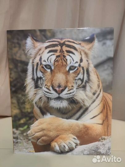 Картина тигр