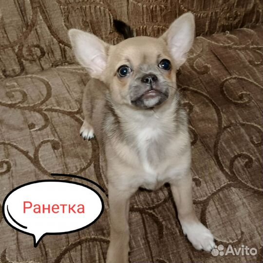 Щенки чихуахуа