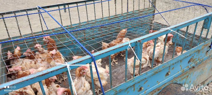 Курочки Несушки