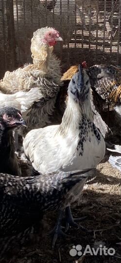 Мускусные индоутята и породистые петушки