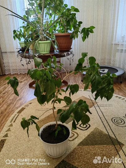 Гибискус китайская роза